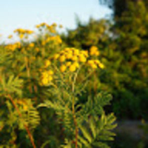 Meet your Posher, Mariam